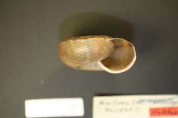 Media type: image; Malacology 156671 Description: lateral view of 156671_Helix_napensis;